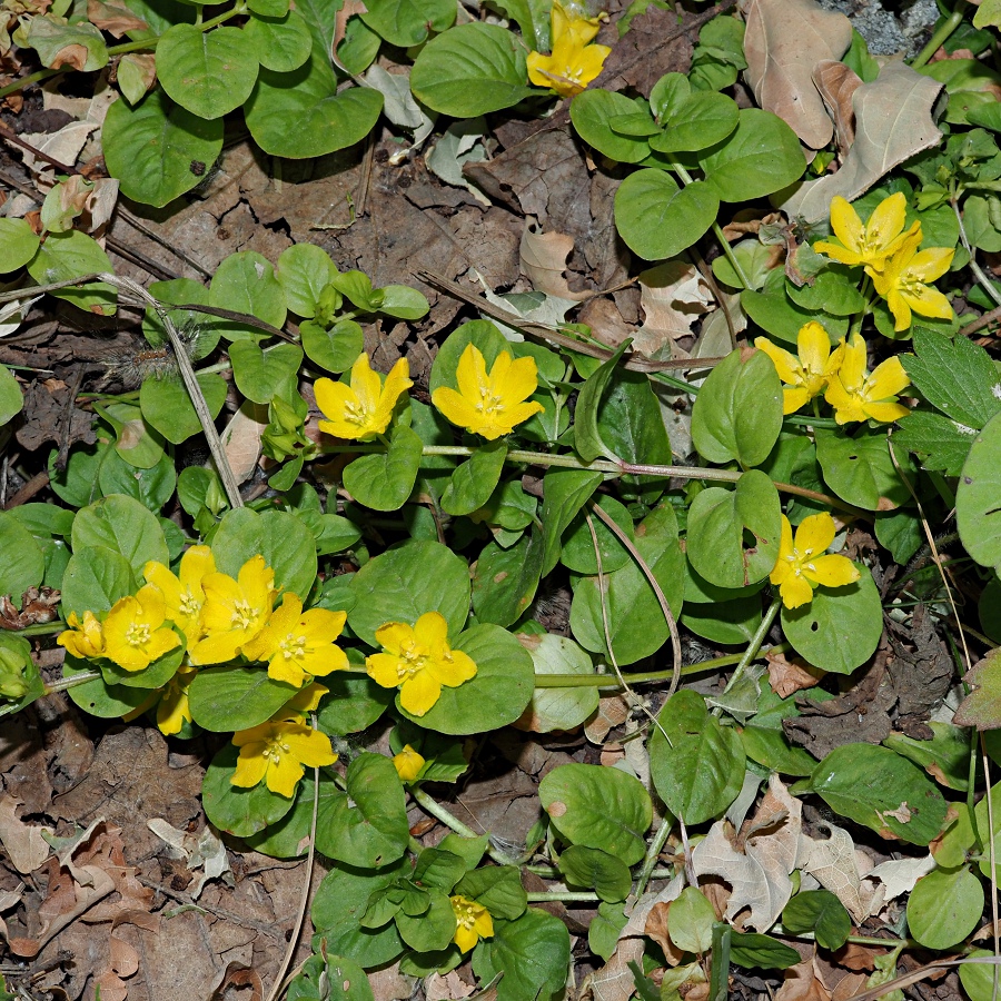 Image of Lysimachia nummularia specimen.