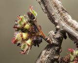 Ulmus macrocarpa