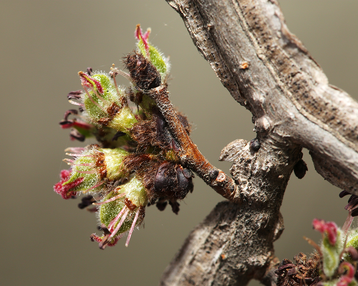 Изображение особи Ulmus macrocarpa.