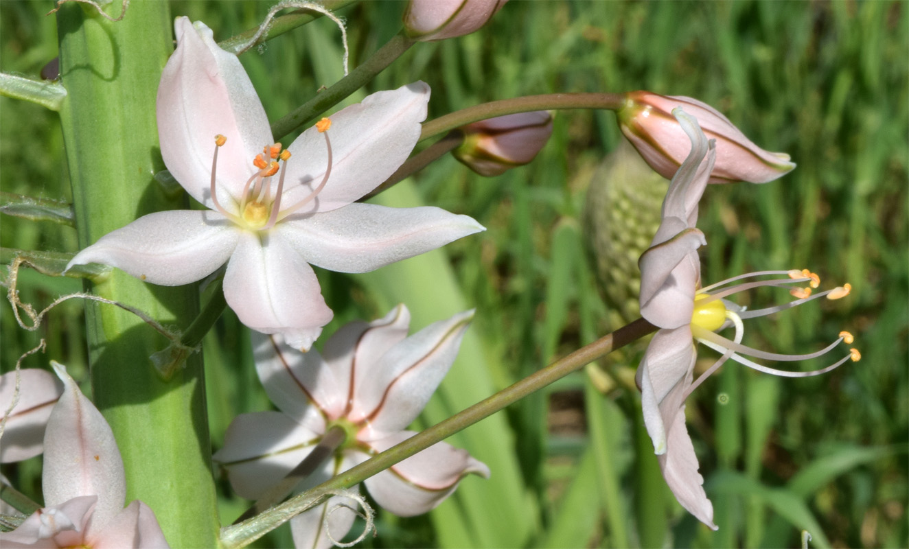 Изображение особи Eremurus aitchisonii.