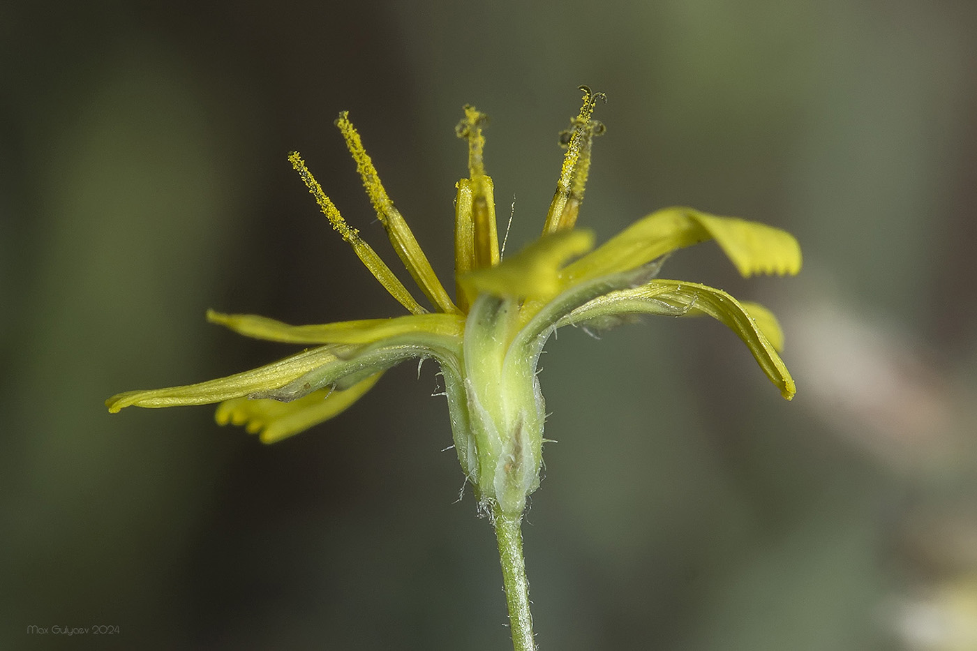 Image of Lagoseris sancta specimen.