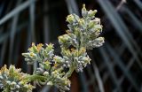 Kalanchoe luciae. Верхушка соцветия. Марокко, обл. Марракеш - Сафи, г. Марракеш, в культуре. 31.12.2022.