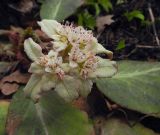 Chrysosplenium macrophyllum