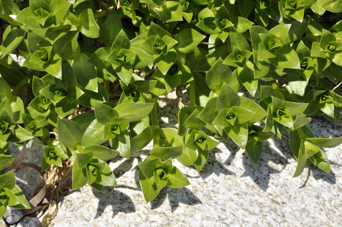 Image of Honckenya peploides ssp. major specimen.
