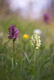Dactylorhiza romana ssp. georgica