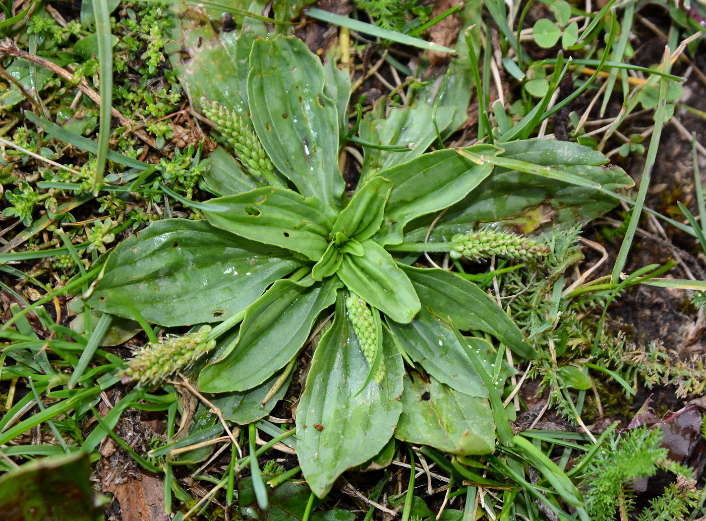 Image of Plantago depressa specimen.