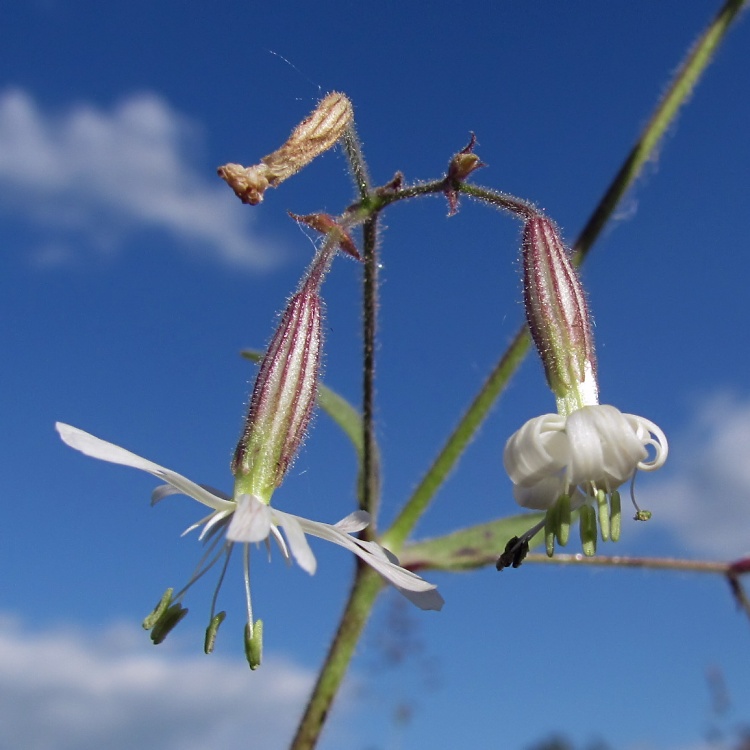 Image of Silene nutans specimen.