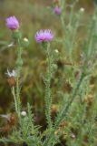 Carduus acanthoides