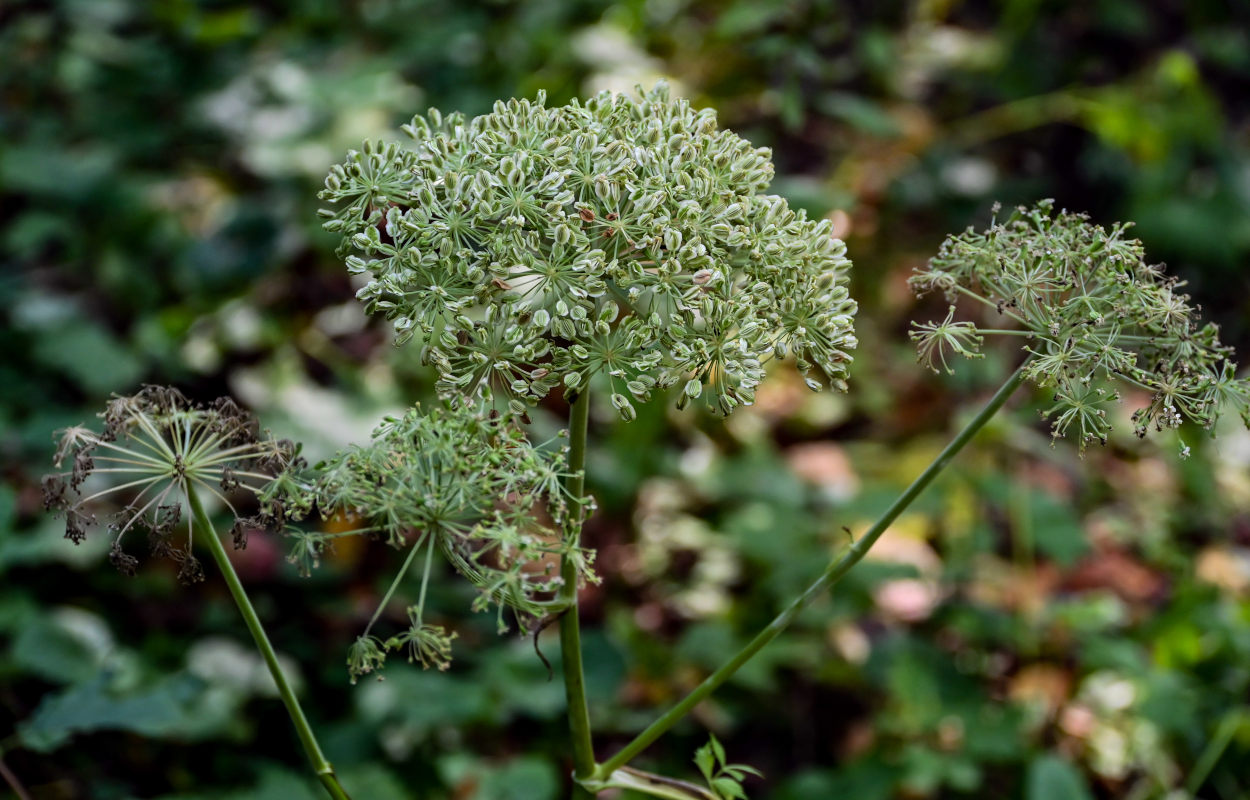 Image of Angelica sylvestris specimen.