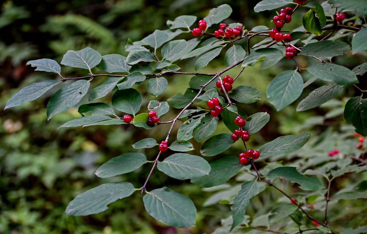 Image of Lonicera xylosteum specimen.