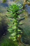 Myriophyllum verticillatum. Побег с цветками. Крым, Севастополь, окр. пос. Любимовка. 31 июля 2011 г.