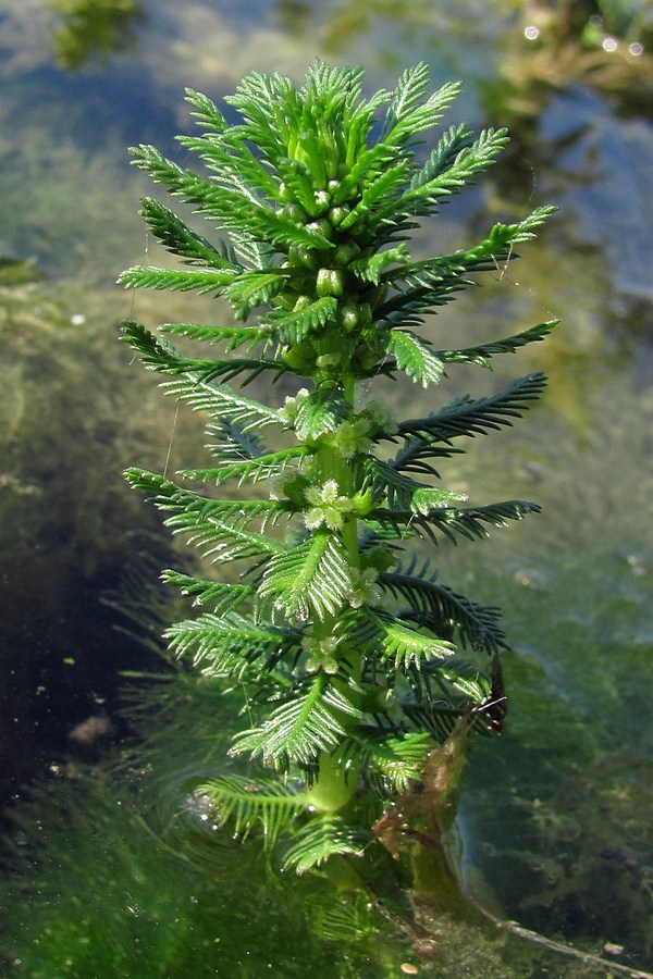 Image of Myriophyllum verticillatum specimen.