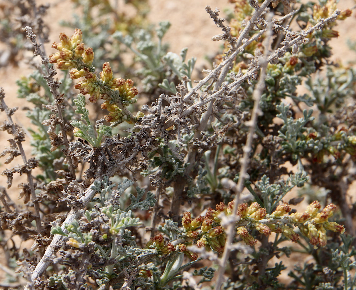 Изображение особи Artemisia herba-alba.