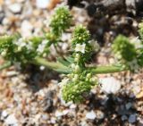 Galium humifusum