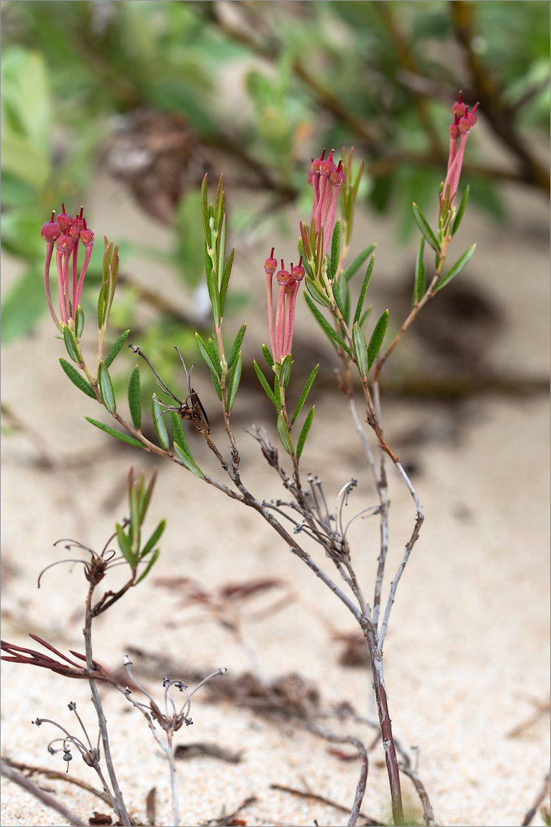 Изображение особи Andromeda polifolia.