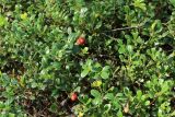Arctostaphylos uva-ursi. Побеги с плодами разной степени зрелости. Ленинградская обл., Кингисеппский р-н, окр. дер. Выбье; побережье Финского залива, тыльная сторона старой дюны, сосновый лес из Pinus sylvestris. 04.08.2024.