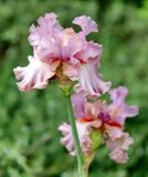 род Iris