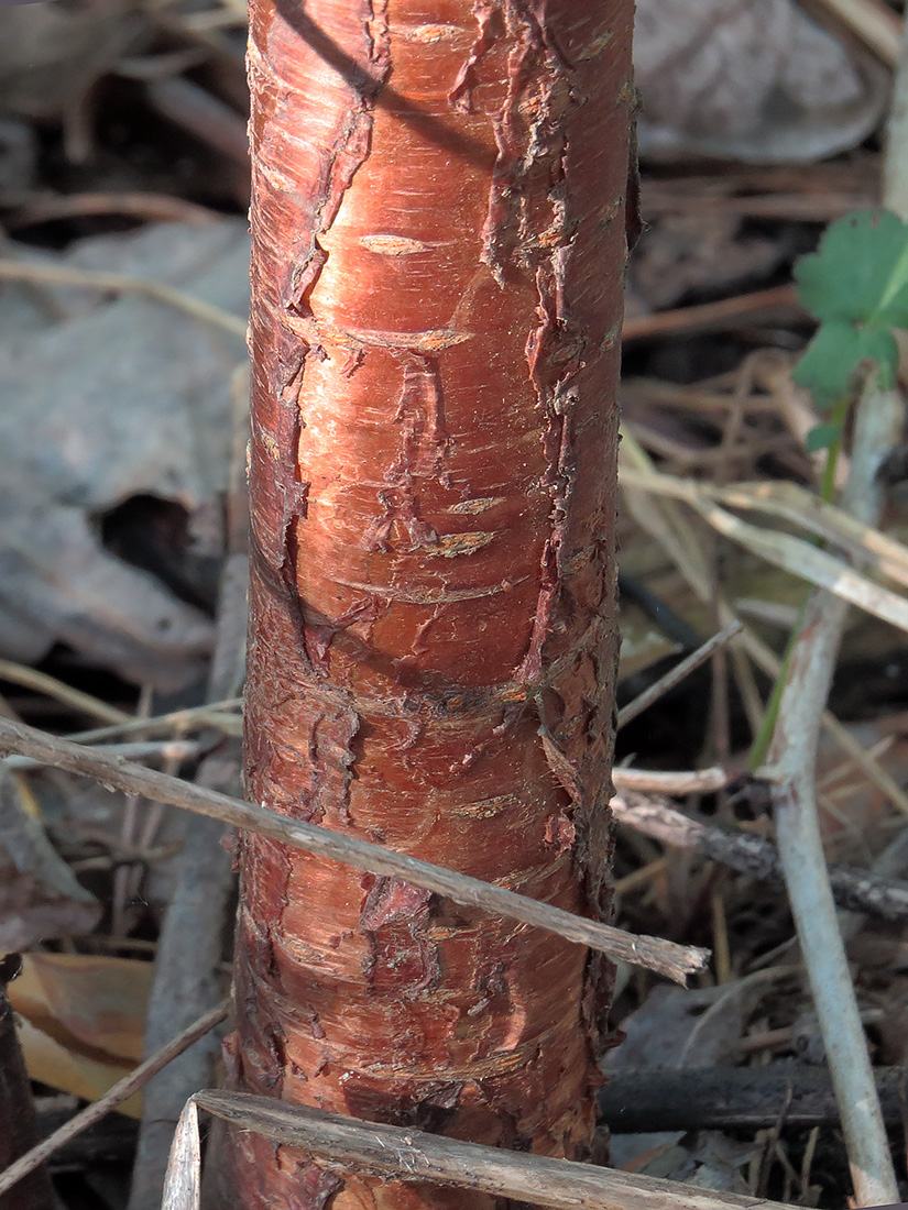 Image of Cerasus pensylvanica specimen.