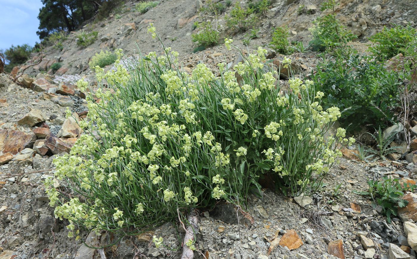 Image of Matthiola odoratissima specimen.