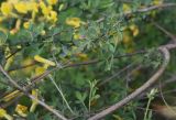 Chamaecytisus ruthenicus. Листья. Грузия, край Самцхе-Джавахети, Боржомский муниципалитет, окр. крепости Мокцевис-Цихе, обочина дороги. 17 мая 2025 г.