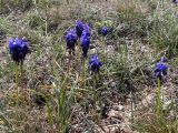 Muscari neglectum