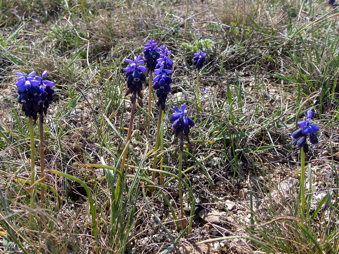 Изображение особи Muscari neglectum.