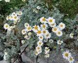 род Pyrethrum