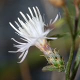 Centaurea diffusa. Соцветие. Республика Абхазия, окр. г. Сухум, р. Гумиста. 26.08.2009.