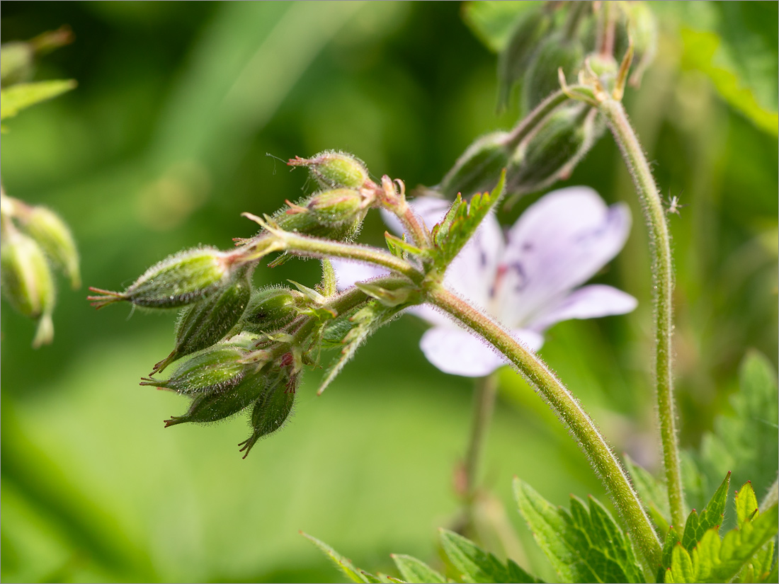 Image of Geranium sylvaticum specimen.