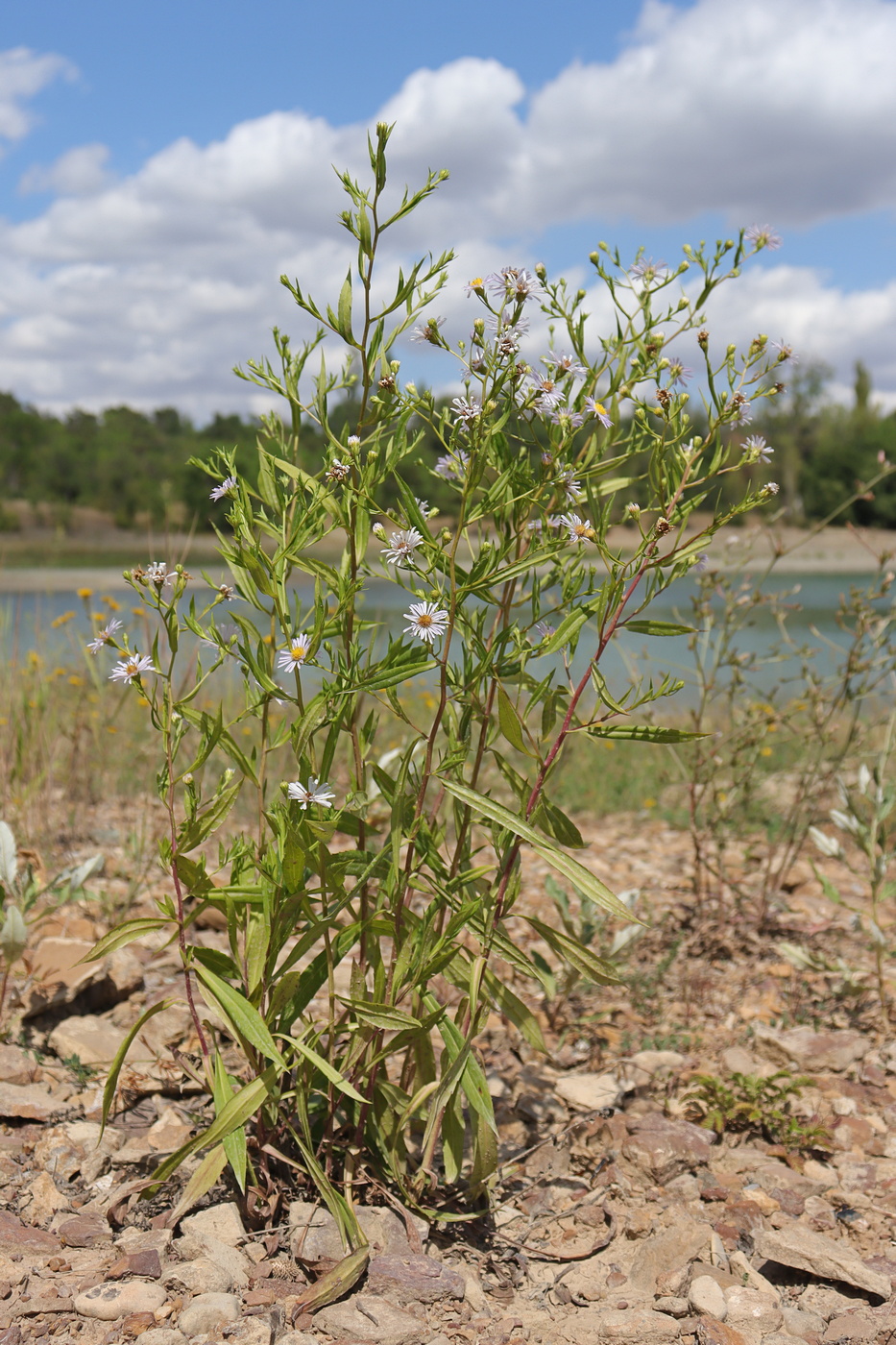 Изображение особи Symphyotrichum &times; salignum.