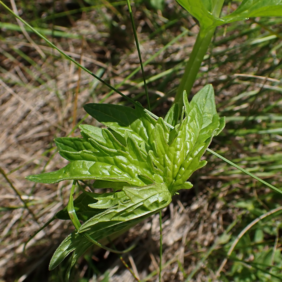 Image of Valeriana coreana specimen.