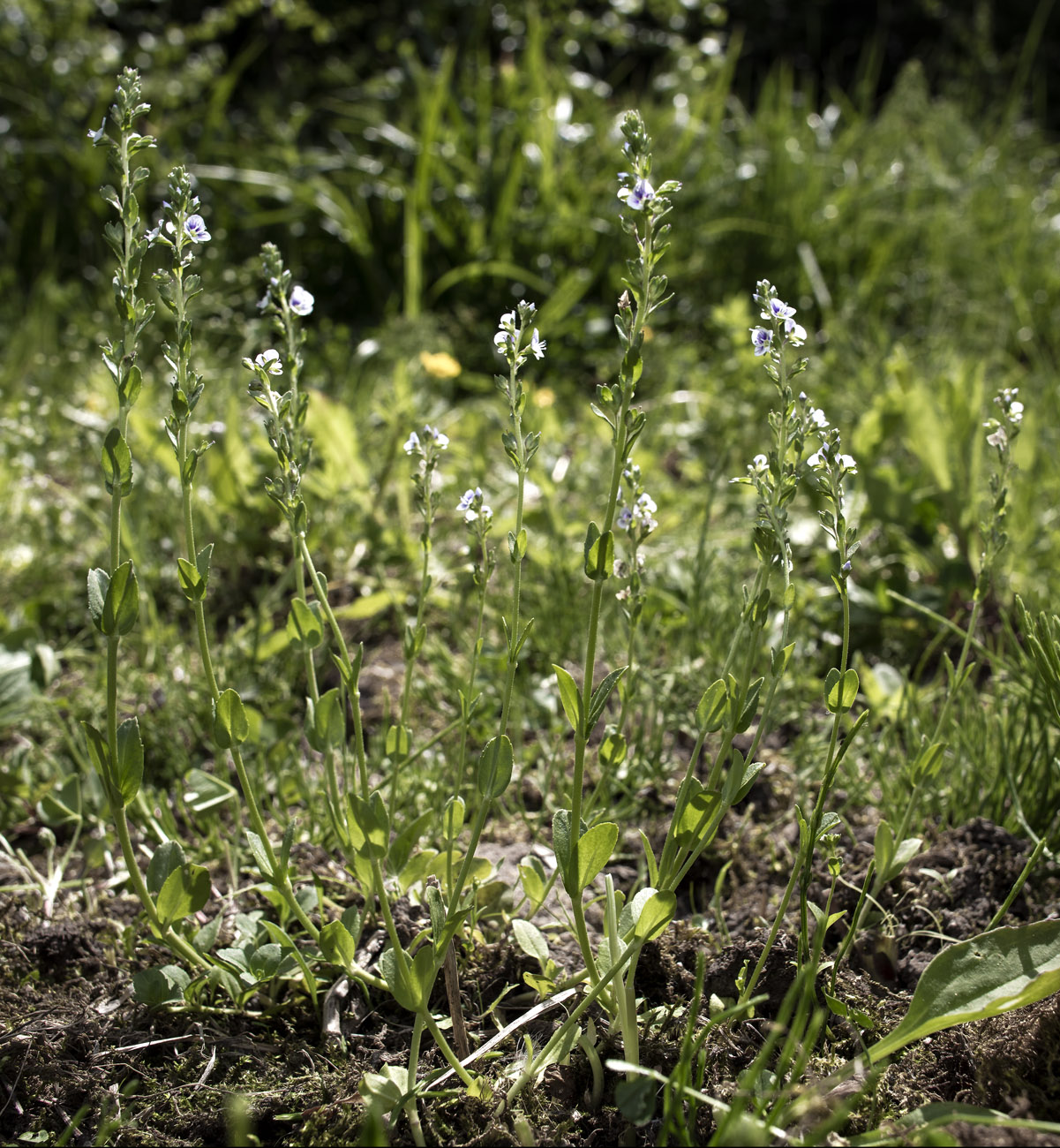 Изображение особи Veronica serpyllifolia.