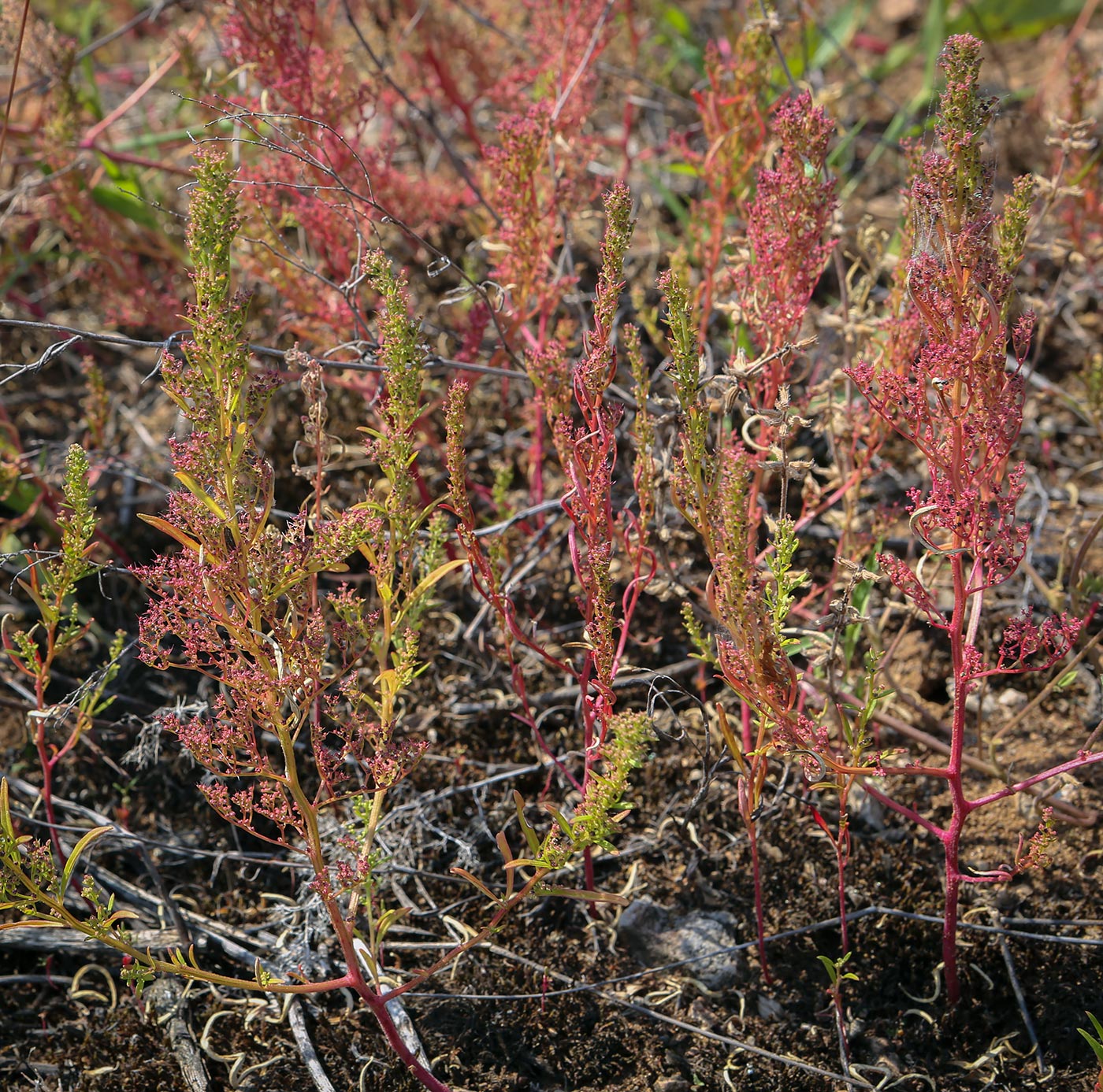 Image of Teloxys aristata specimen.