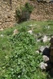 familia Apiaceae