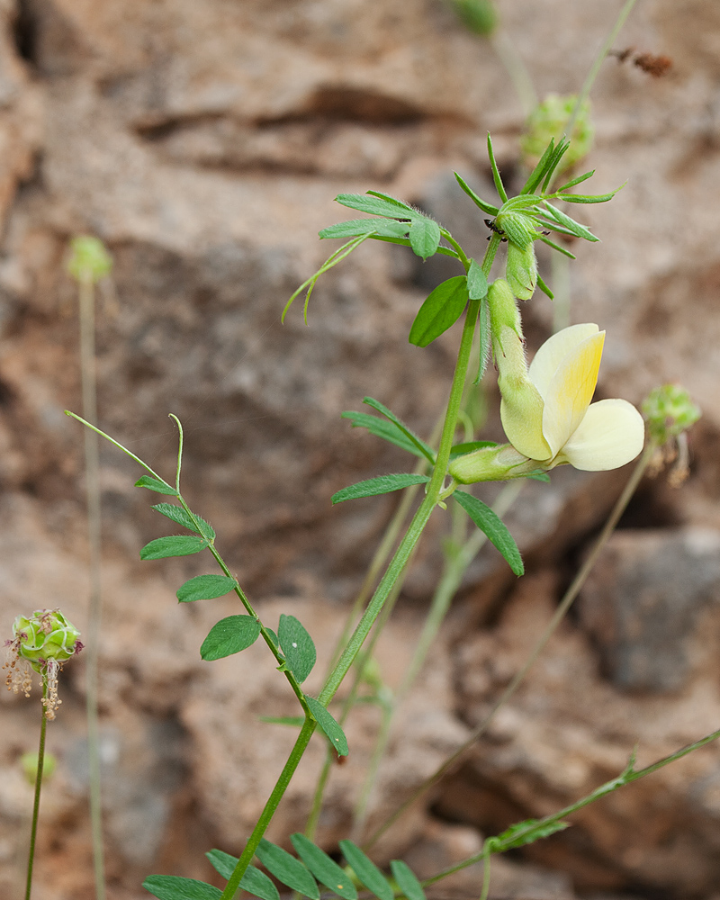 Image of Vicia hybrida specimen.