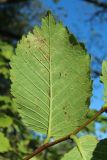 Ulmus laevis