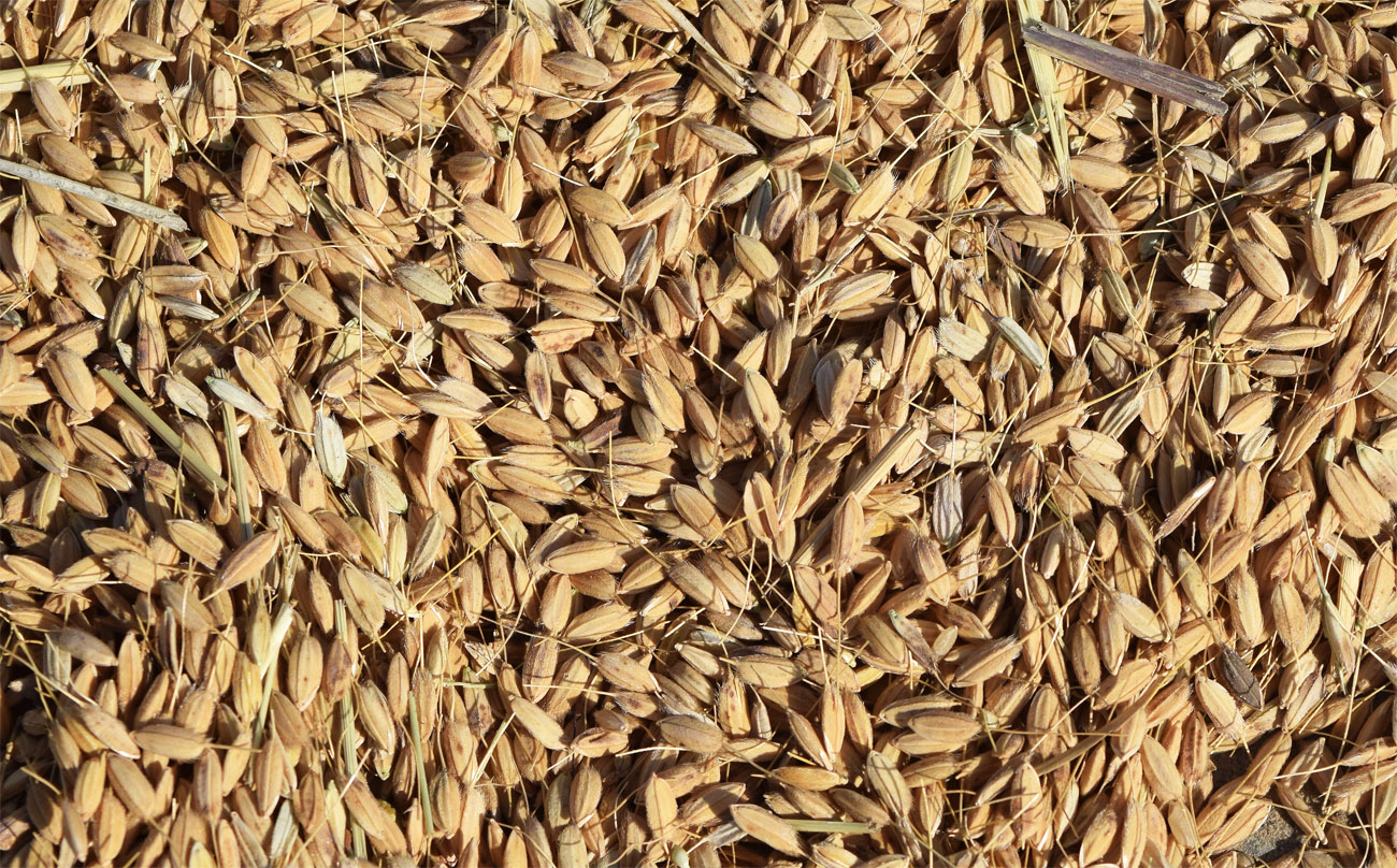 Image of Oryza sativa specimen.