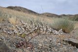 Goniolimon cuspidatum. Плодоносящее растение. Казахстан, Алматинская обл., Чу-Илийские горы, уроч. Тамгалы, каменистый склон. 5 июня 2025 г.