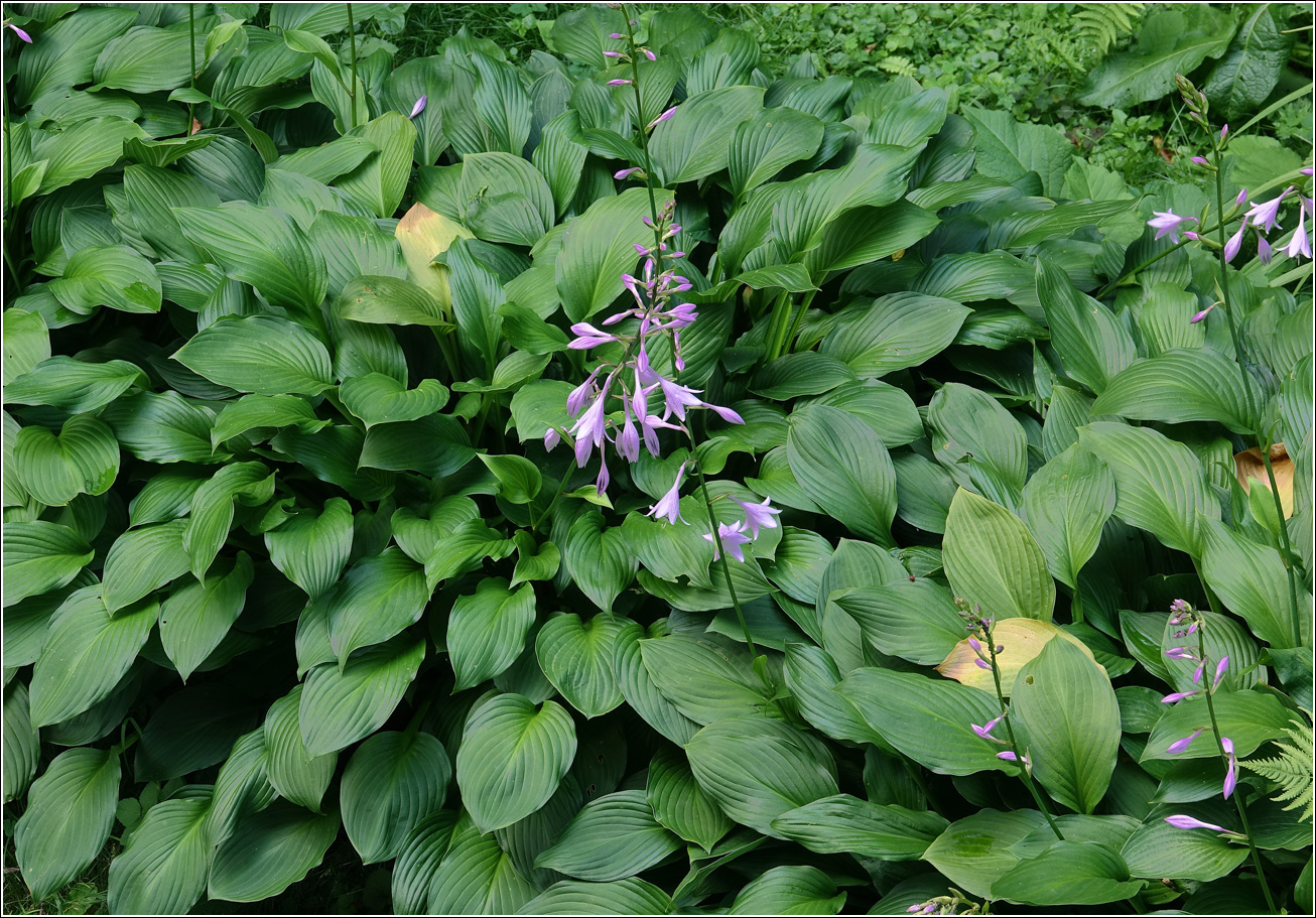 Image of Hosta albomarginata specimen.
