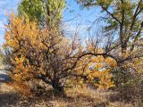 Armeniaca vulgaris. Дерево в осенней окраске. Волгоград. Берег Волго-Донского канала, между шлюзами № 2 и № 3. 18.10.2025.
