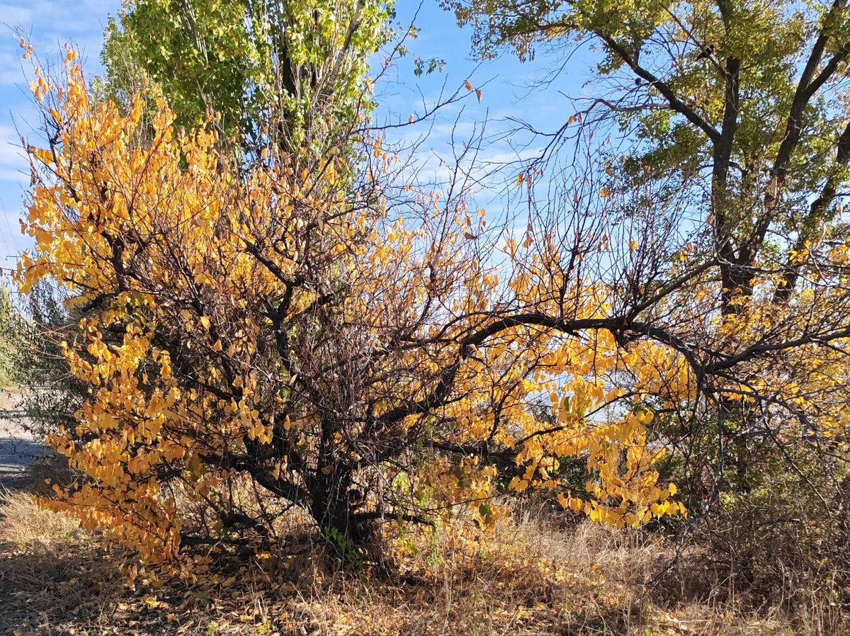 Изображение особи Armeniaca vulgaris.