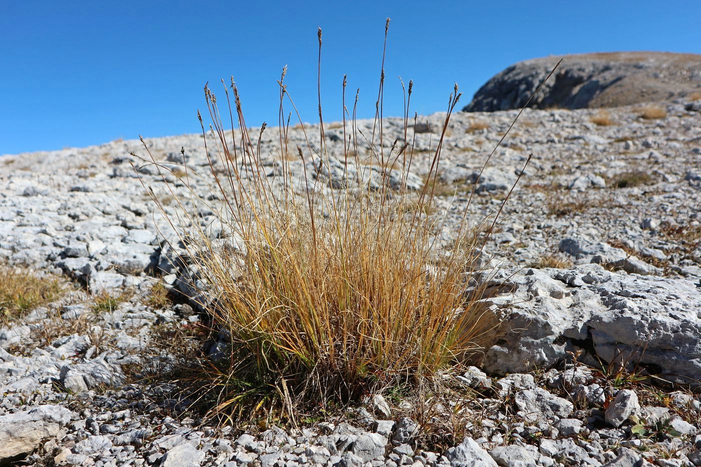 Image of Unknown species specimen.