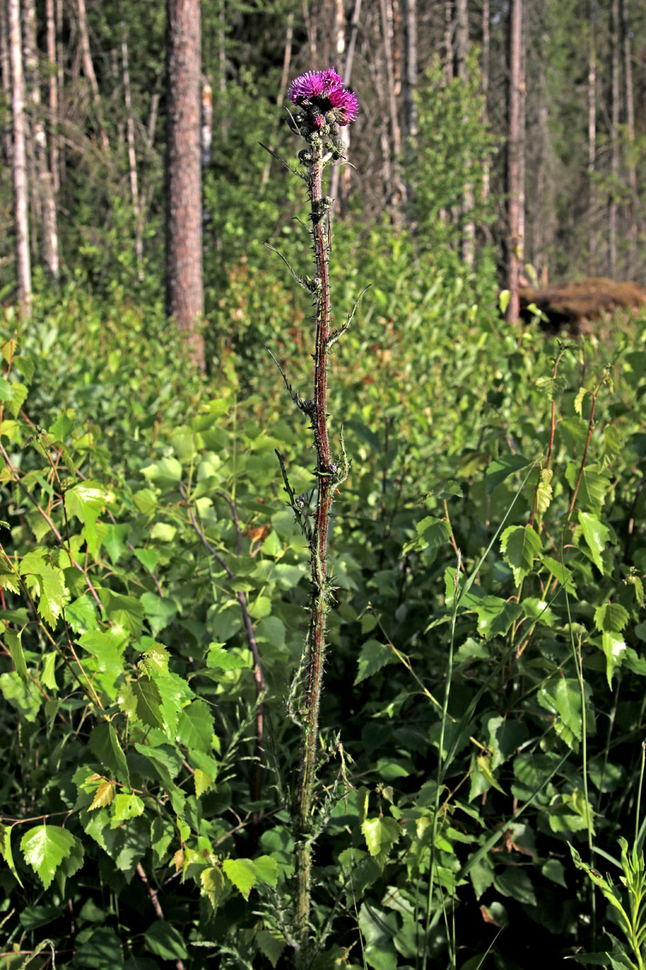 Изображение особи Cirsium palustre.