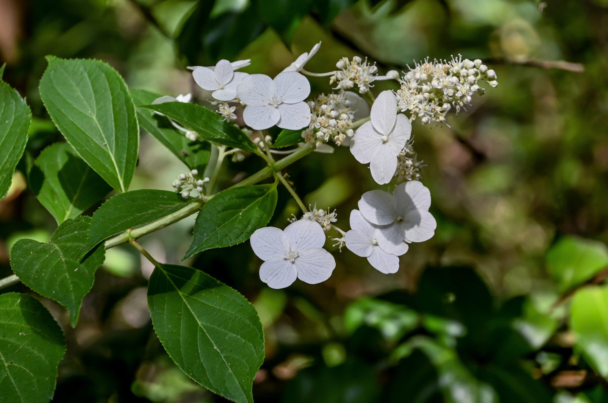 Image of Hydrangea paniculata specimen.