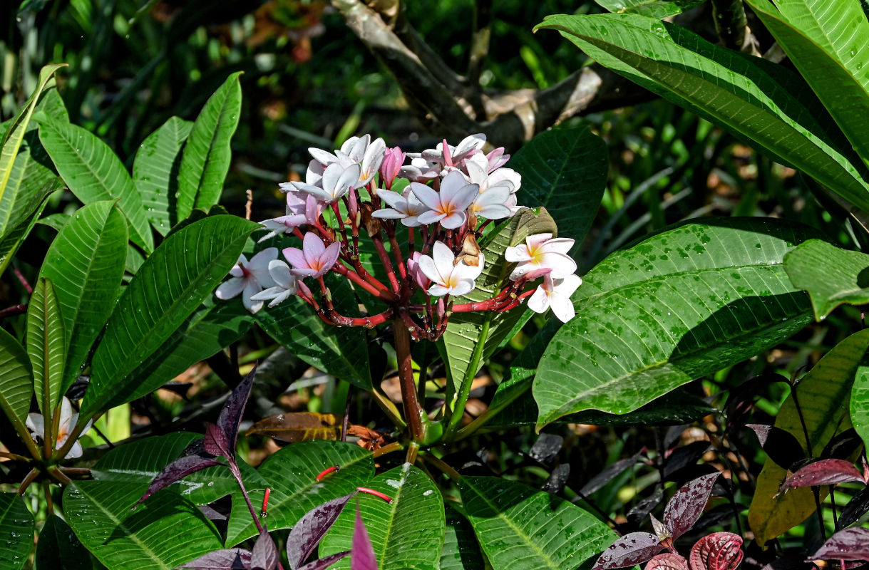 Image of Plumeria rubra specimen.