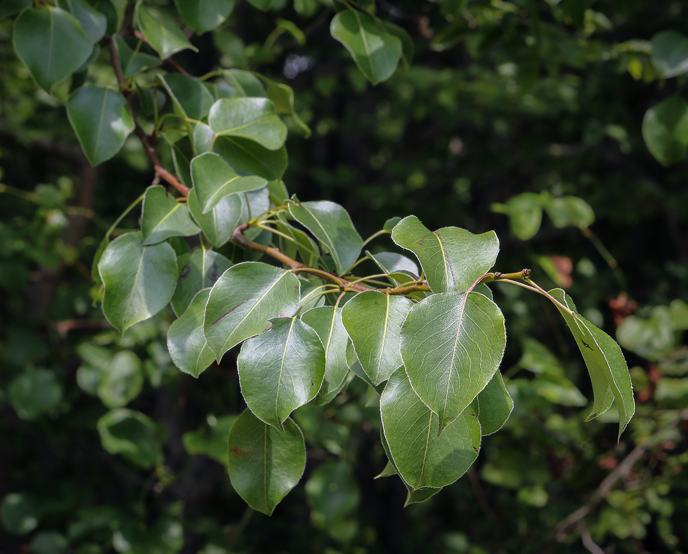 Изображение особи род Pyrus.