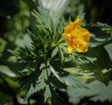 Trollius ranunculinus. Верхушка цветущего растения. Абхазия, Гудаутский р-н, Рицинский реликтовый национальный парк, хр. Авадхара, дол. р. Авадхара, альпийский луг. 1630 м н.у.м. 09.06.2025.