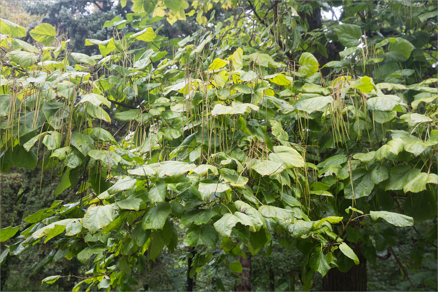 Изображение особи Catalpa bignonioides.