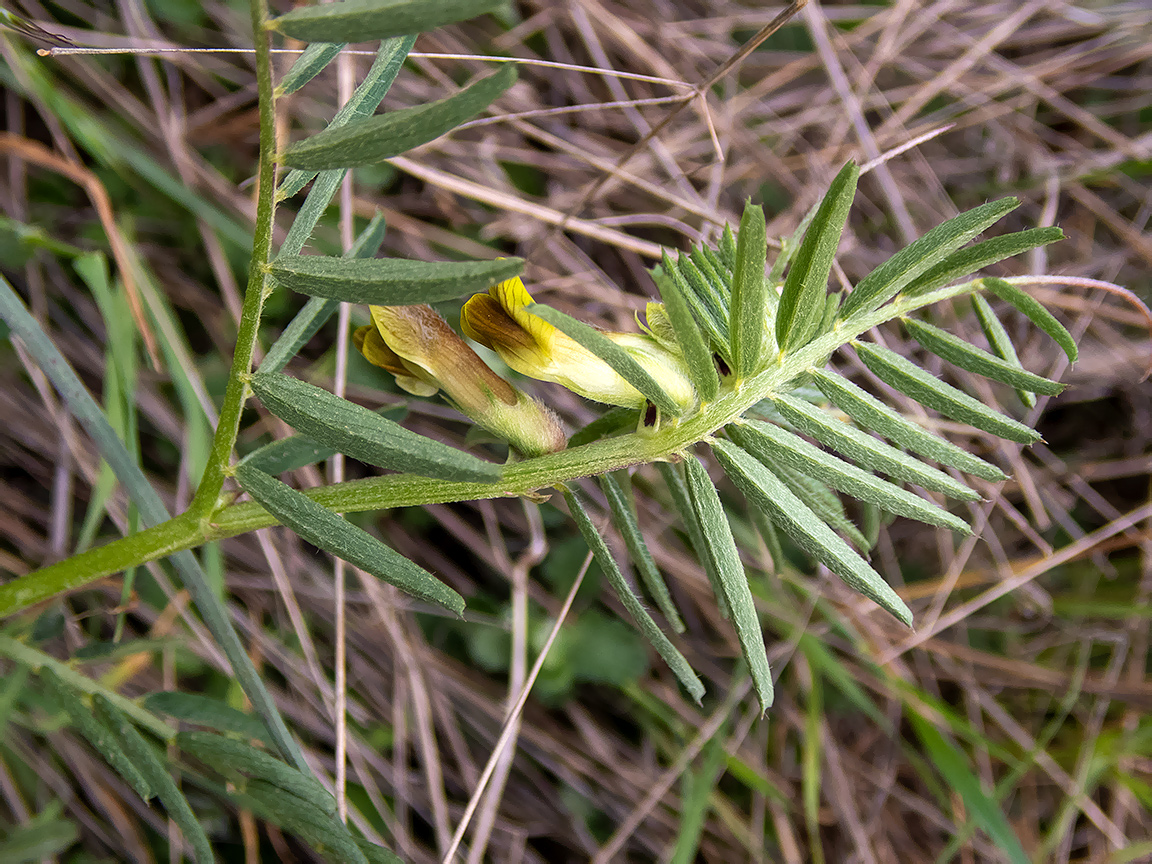 Изображение особи Vicia grandiflora.