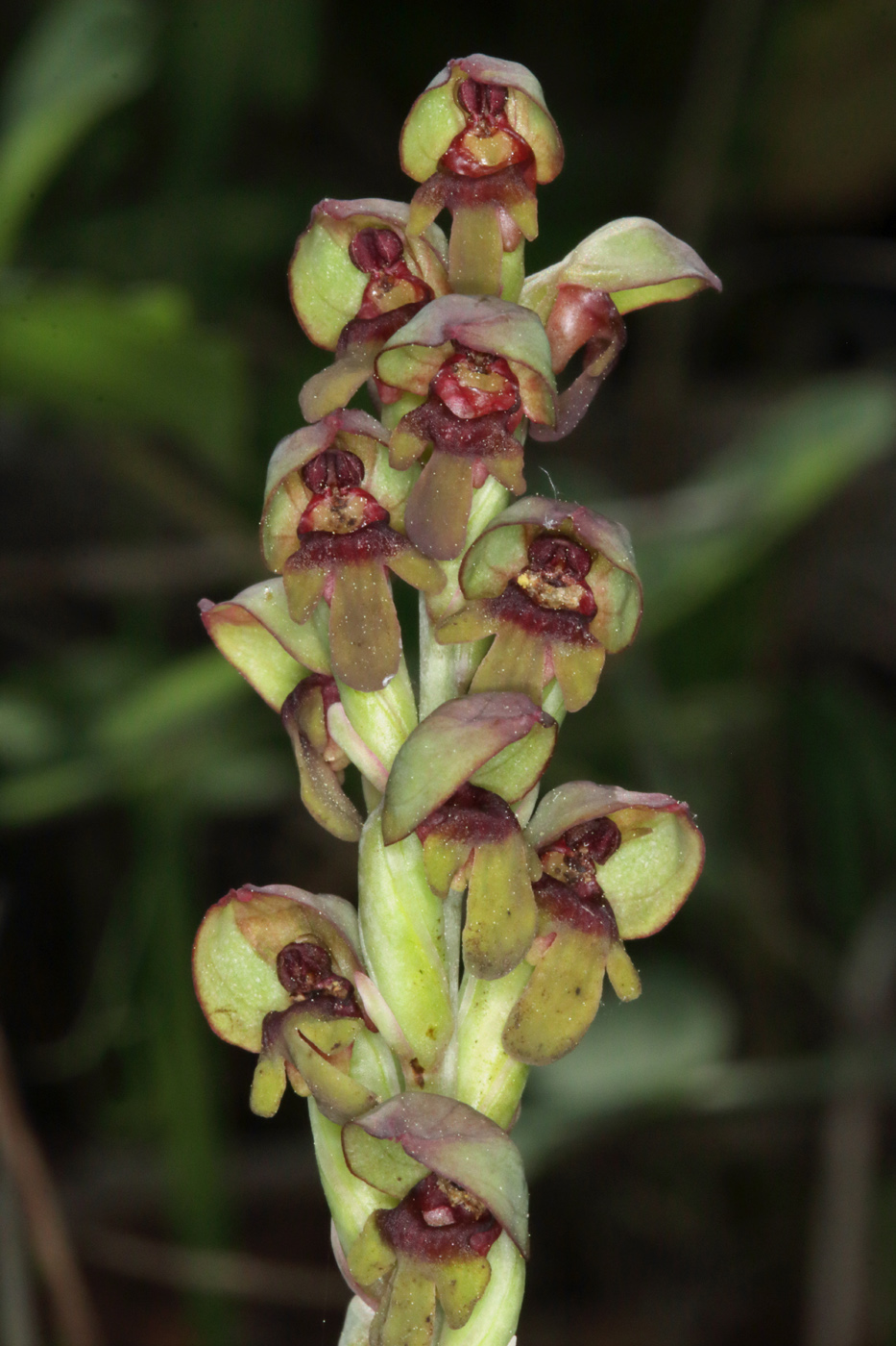 Image of Steveniella satyrioides specimen.